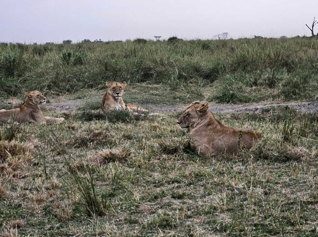 Priva Safaris and Adventures景点图片