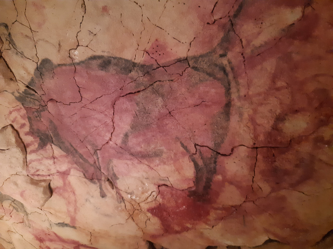 Museo de Altamira景点图片