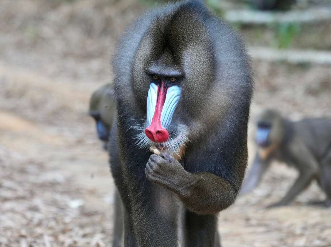 Parc De La Lekedi-Moanda必去景点