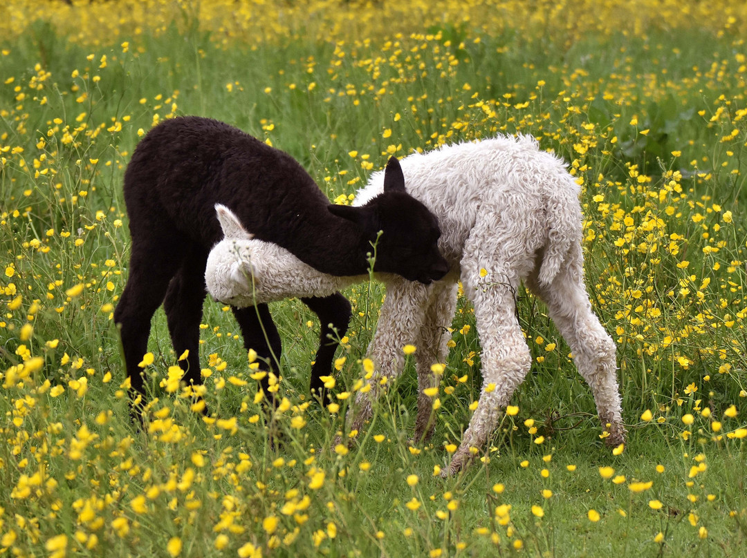 Petlake Alpacas of the New Forest景点图片