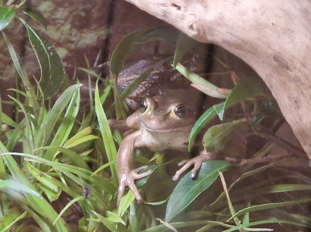 Brooklands Zoo-新普利默斯必去景点