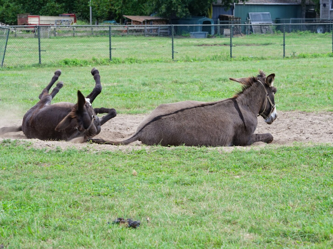 'T Jaegershoes主图