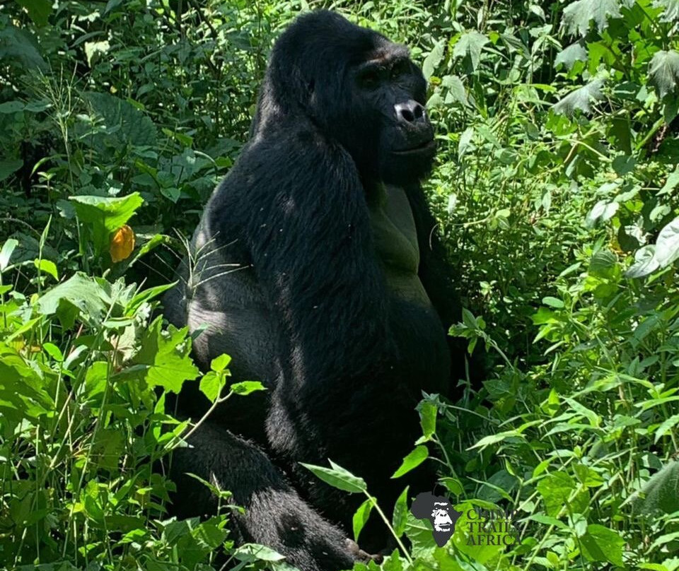 Chimp Trails Africa-Wakiso必去景点