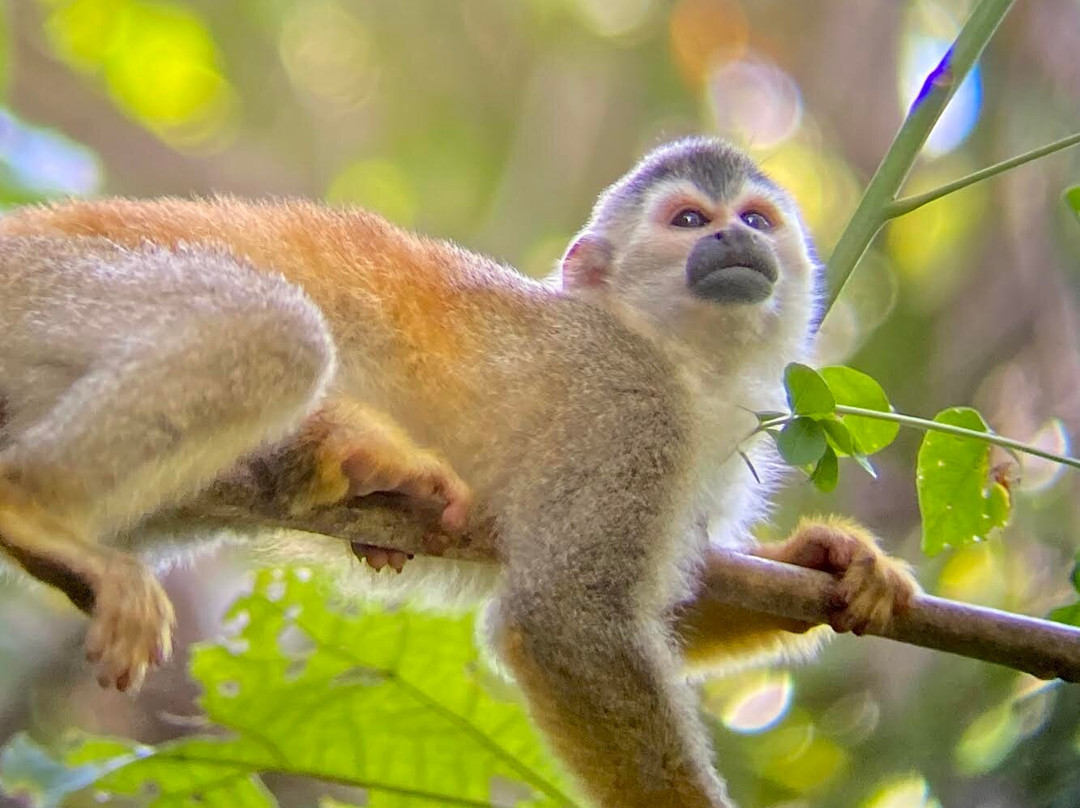 Manuel Antonio Park Wildlife Tour-哥斯达黎加安东尼奥国家公园必去景点