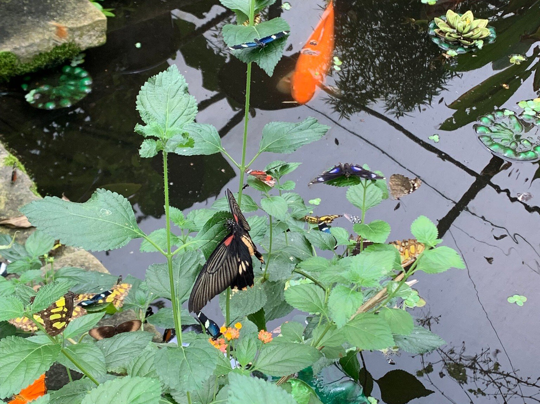 Butterfly Gardens @ Middleton Common Farm景点图片