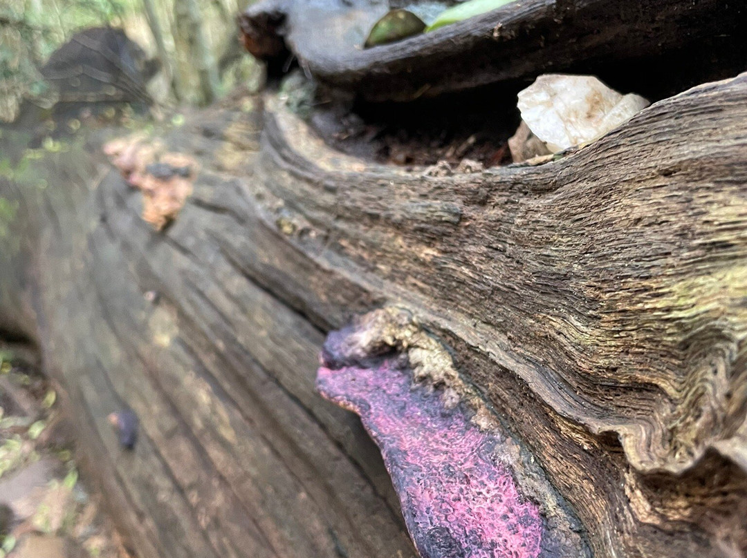 Newlands Forest景点图片