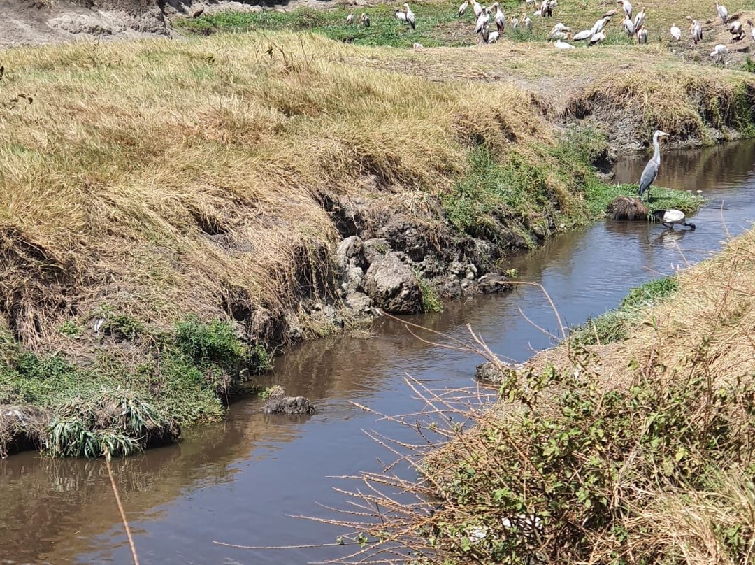 Explorian Safaris-莫西必去景点