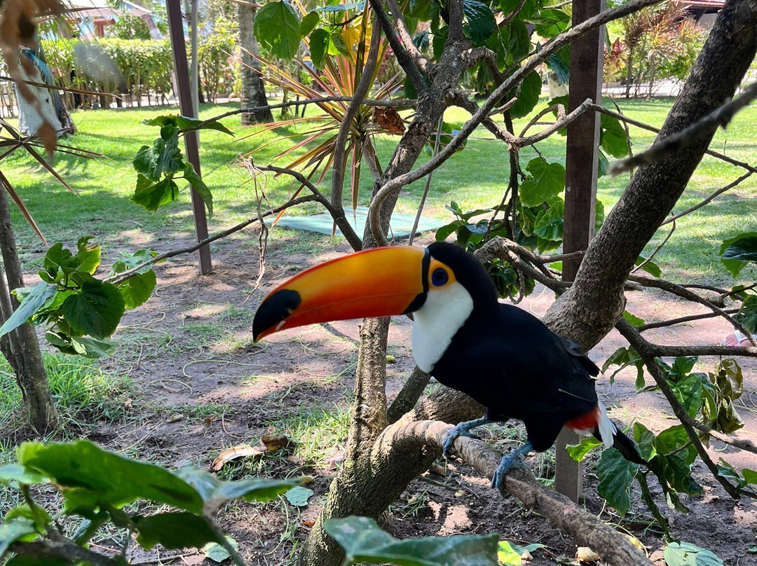 Serrambi Praia主图