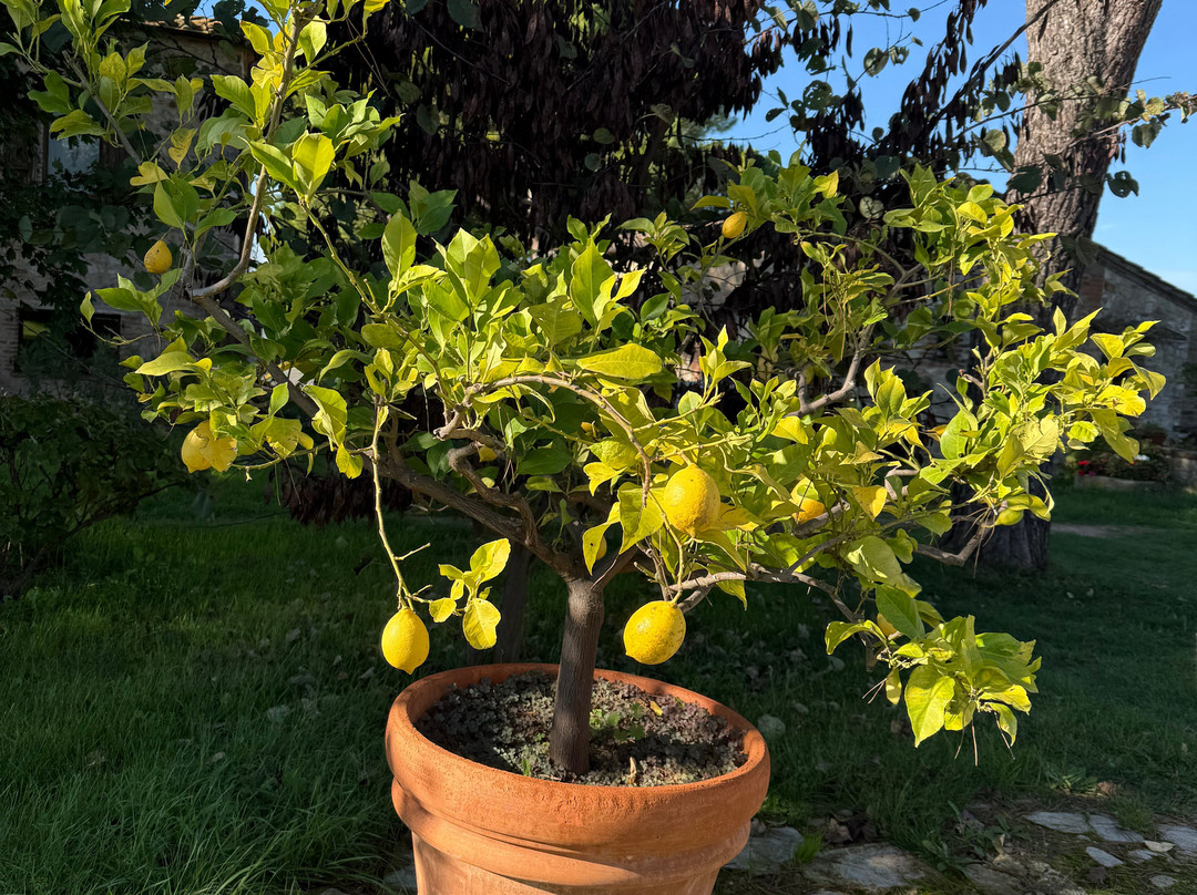 Agriturismo Sole主图