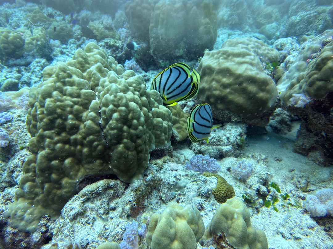 Diving World-大湾必去景点