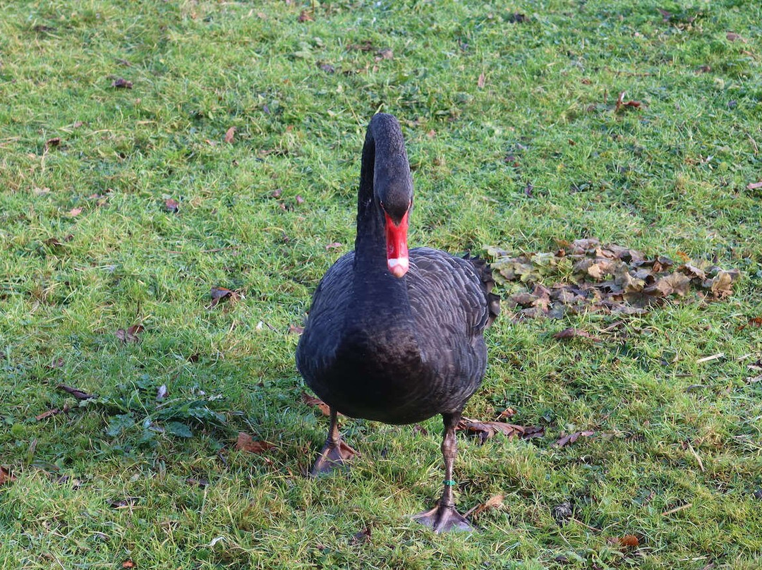 WWT Washington Wetland Centre景点图片