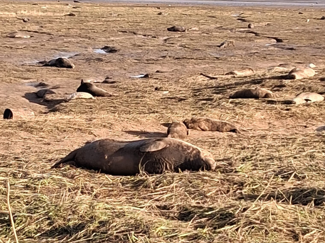 Donna Nook Nature Reserve景点图片