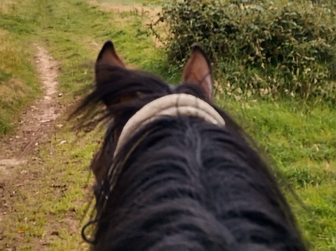 Pine Lodge Riding On Exmoor景点图片