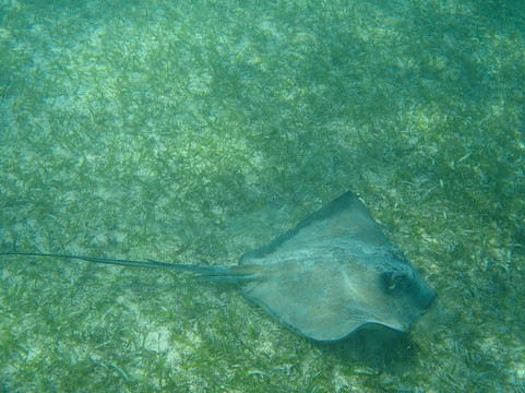 Akumal Mayan Vip Tours-艾库玛尔必去景点