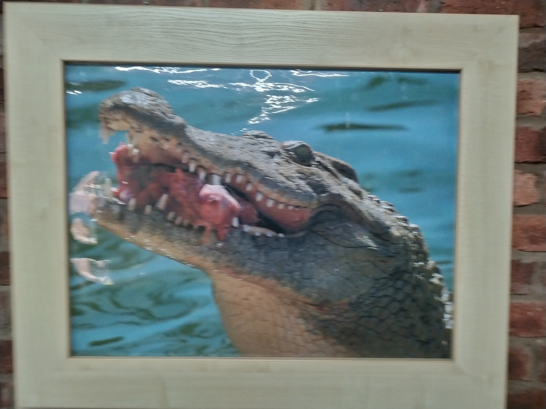 Thaba Kwena Crocodile Farm-尼斯特鲁姆必去景点