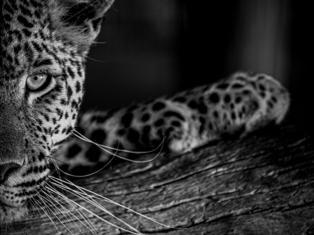 Felidae Centre-金伯利必去景点