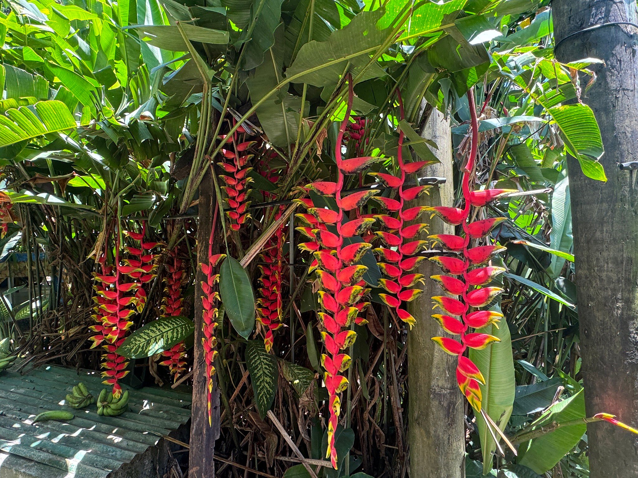 Kot Man-Ya Exotic Flower Garden用户实拍