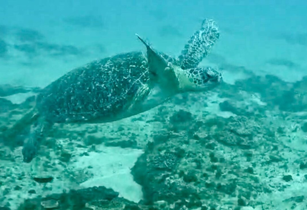 Pisces Diving Sodwana Bay-索德瓦纳必去景点