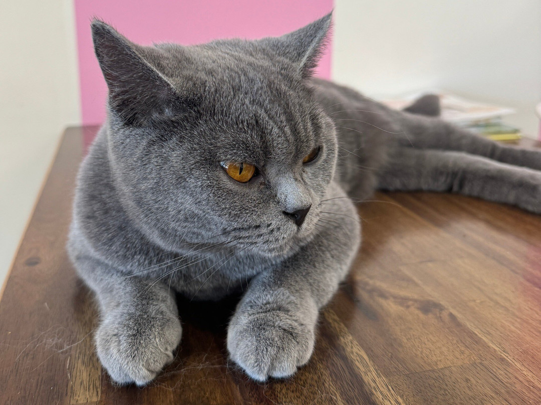 Fancy Meow Cat Cafe景点图片