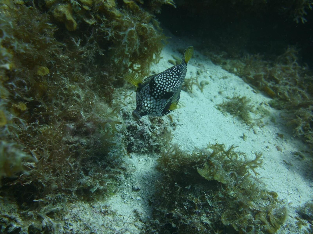 Dive Wederfoort-威廉斯塔德必去景点