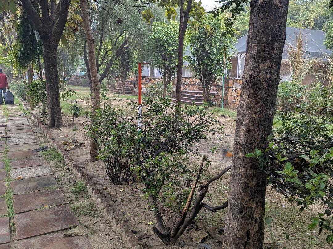 Sultan Bagh Jungle Camp主图