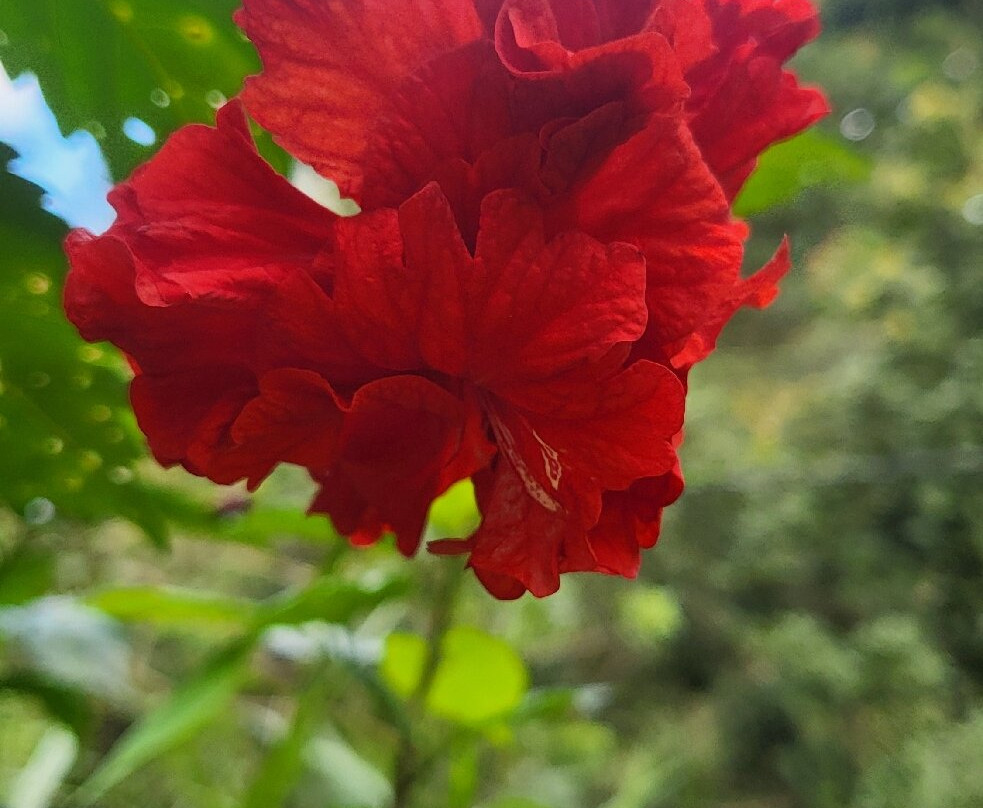 Green Heaven Resort主图