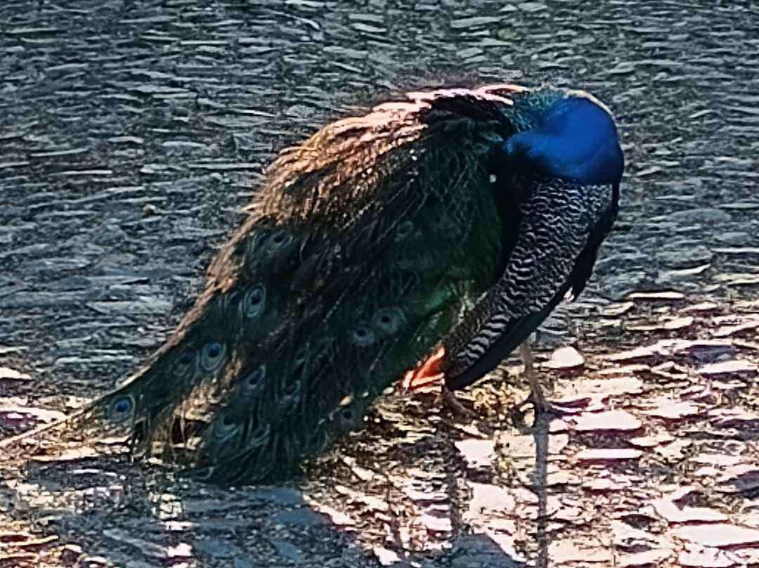 ROSA CORTIANA Escalera主图