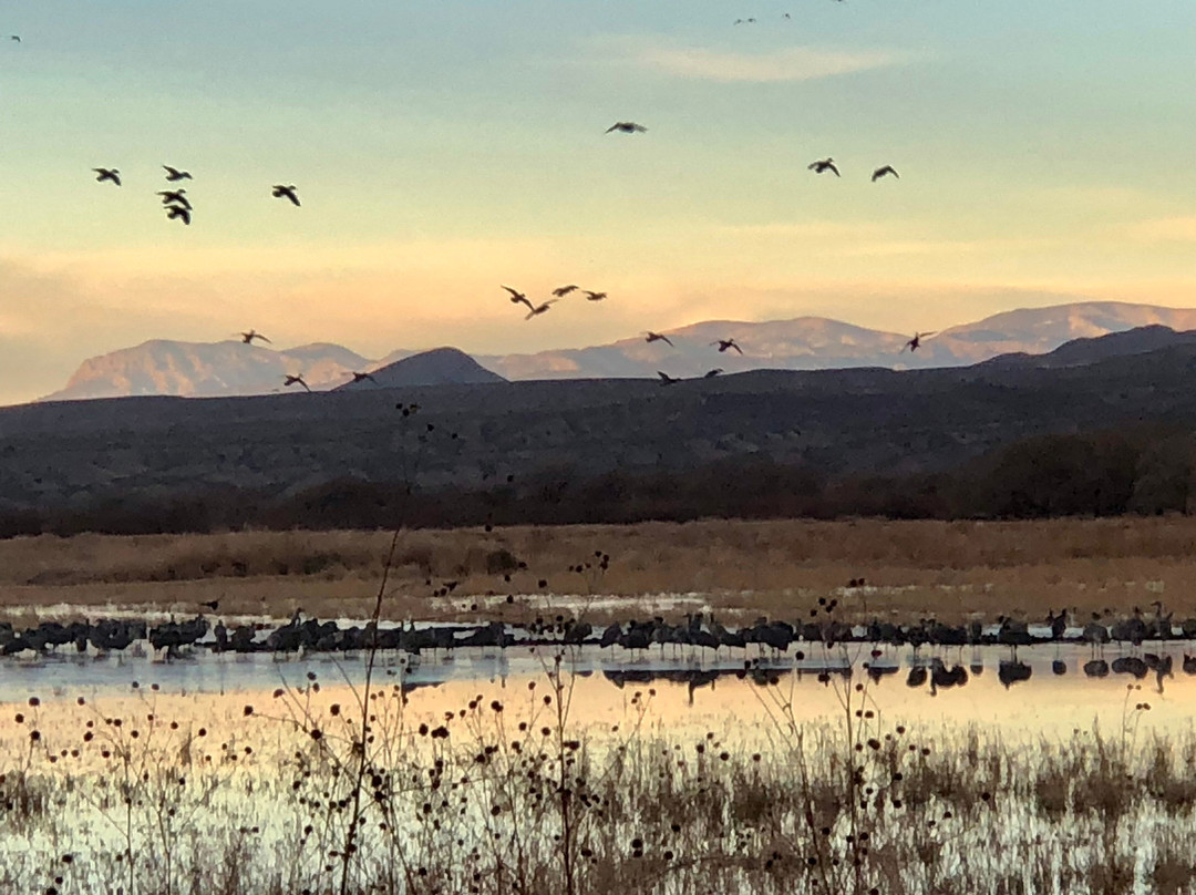 Bosque del Apache National Wildlife Refuge-San Antonio必去景点