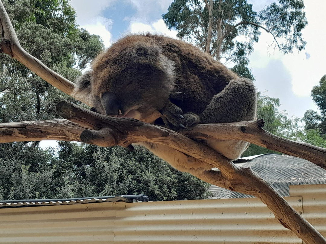 Warrnambool Wildlife Encounters-瓦南布尔必去景点