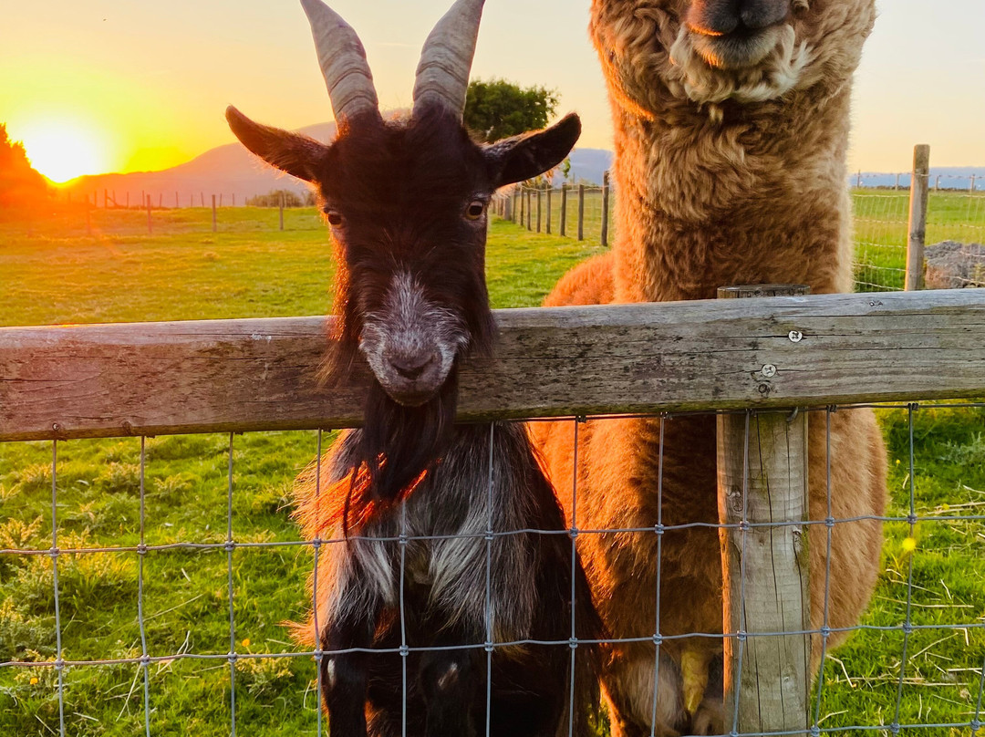 Snowdonia Holidays - Tyddyn Du Farm主图