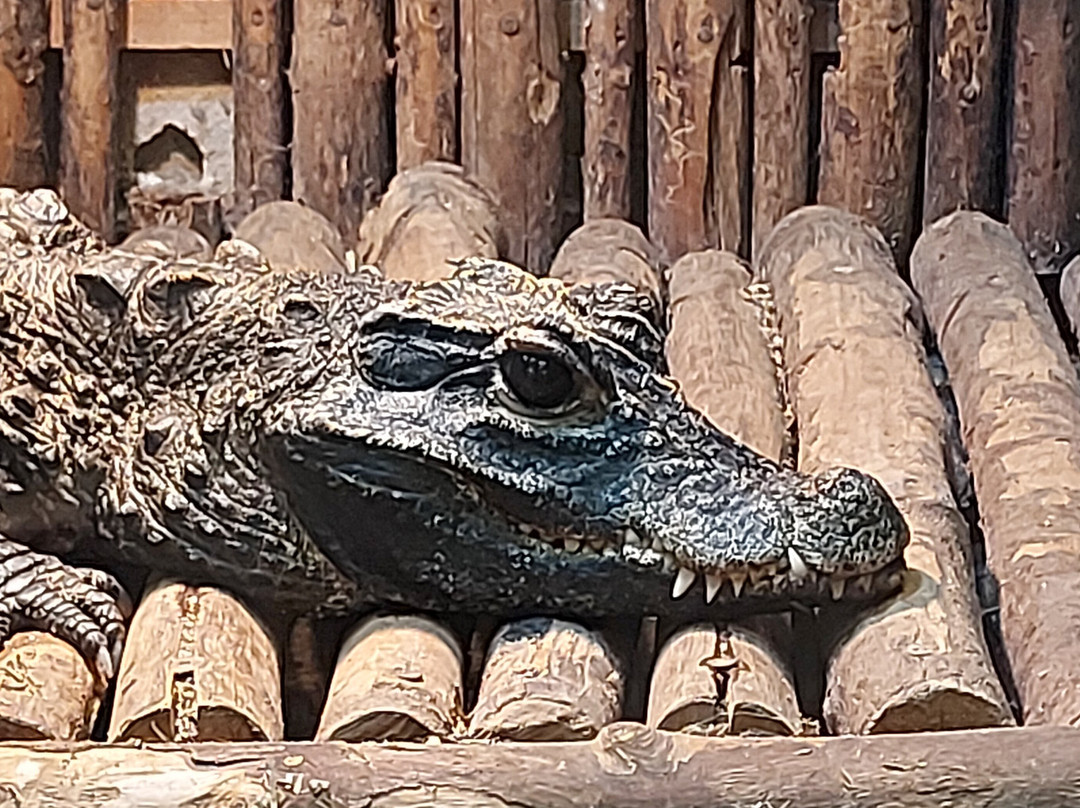 Reptilienzoo Nockalm景点图片