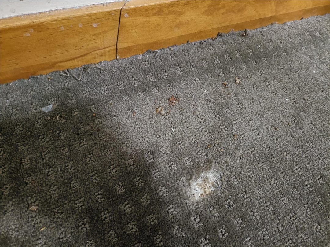 Willows Motel Goulburn主图