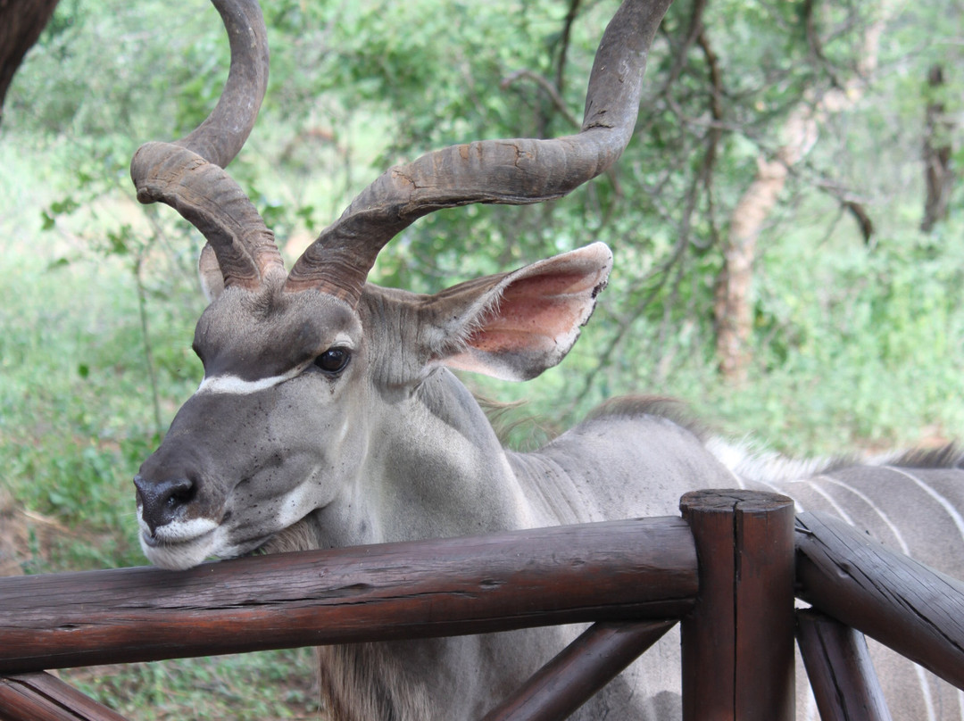 Khumbula Iafrica主图