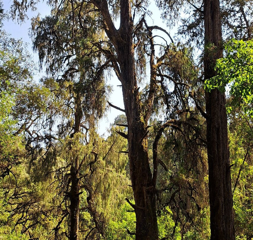 Menagesha Suba Forest Park景点图片