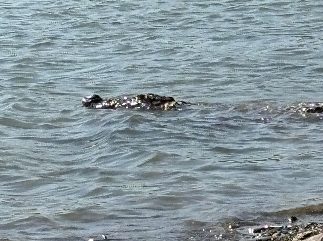National Chambal Sanctuary景点图片