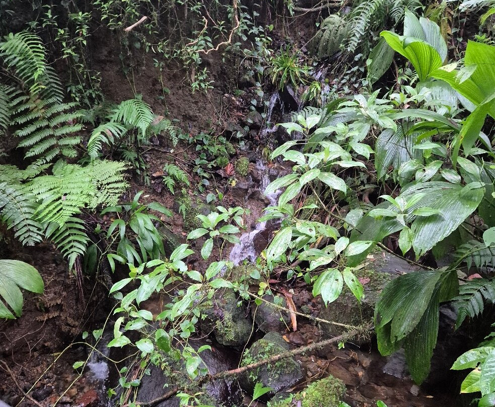 Carbet Falls (Les Chutes du Carbet)景点图片