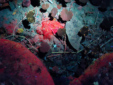 Neotropic Wildlife Expedition-福德圣卡洛斯必去景点