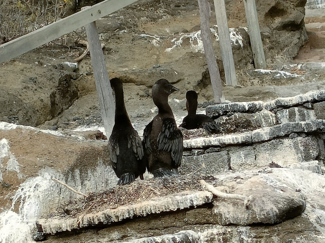 Tagus Cove-伊莎贝拉岛必去景点