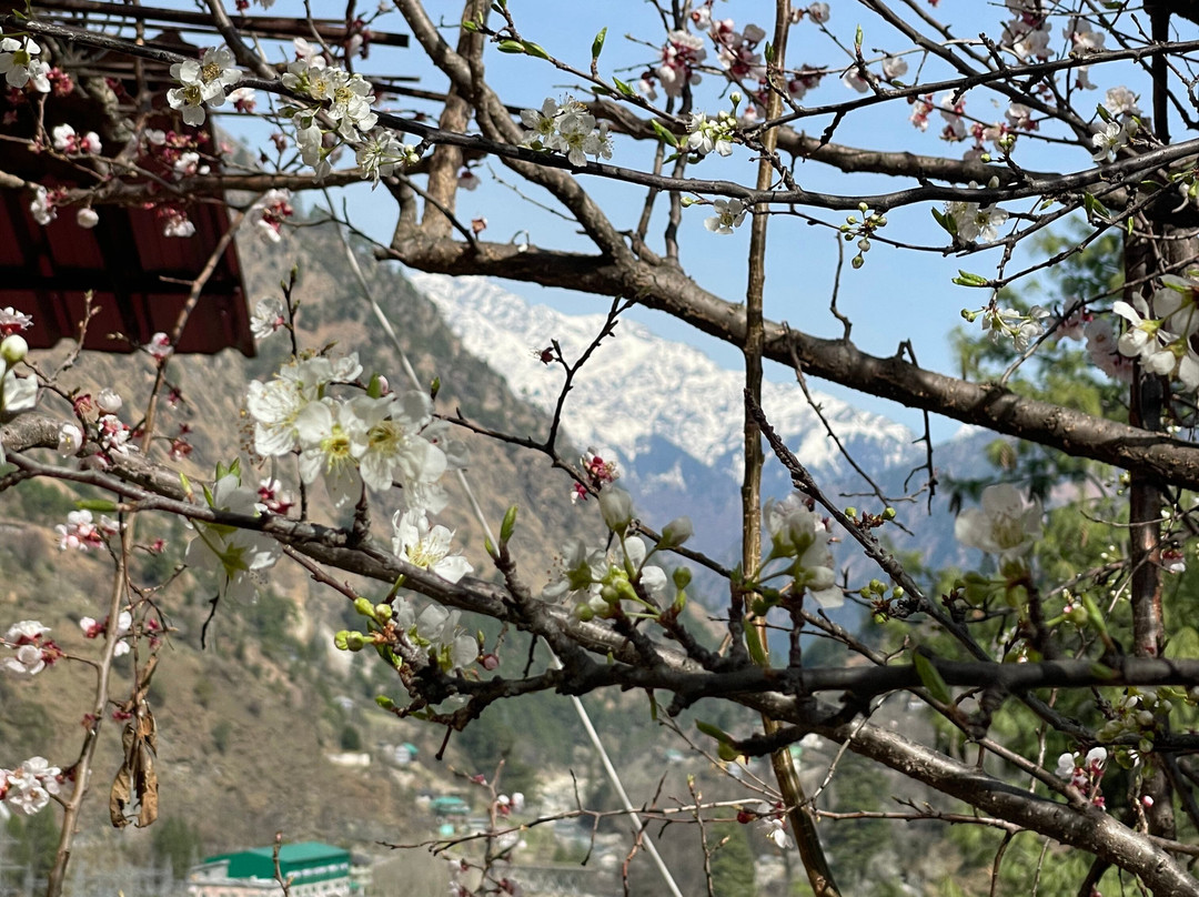 Negi Nest Kasol主图