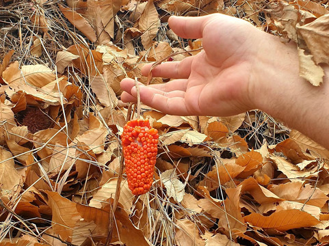 Lijiang Cloud Mountain Ecotours-丽江市必去景点