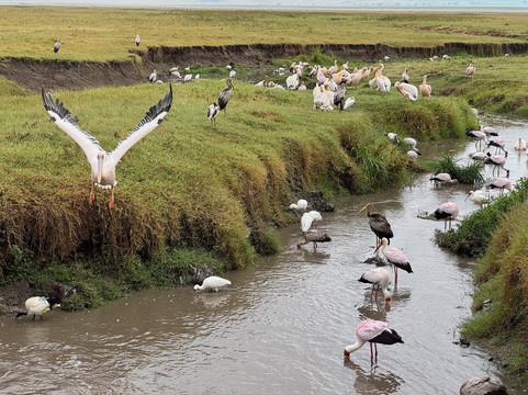 Venture Harmony Safaris Ltd.-阿鲁沙必去景点