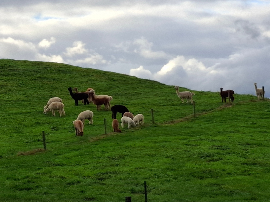 Waihi Gold Alpacas 1 or 2 People