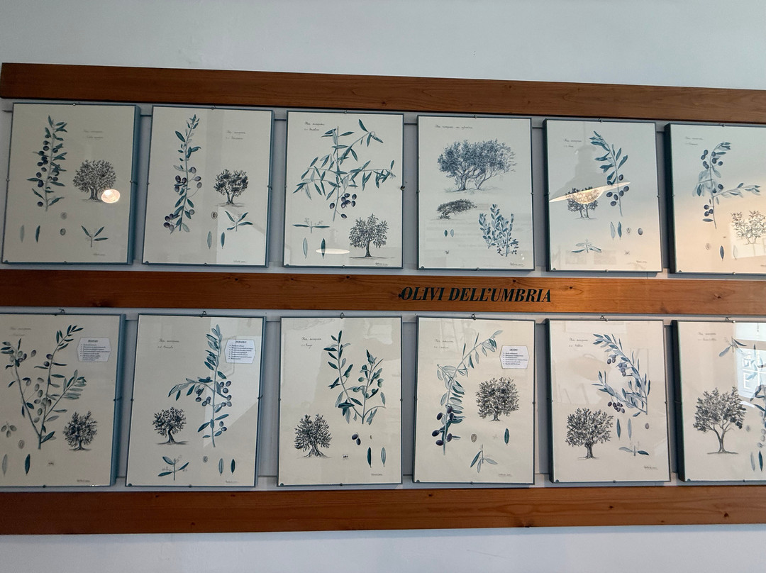 Bartolomei Frantoio & Museo dell'Olio-Montecchio必去景点