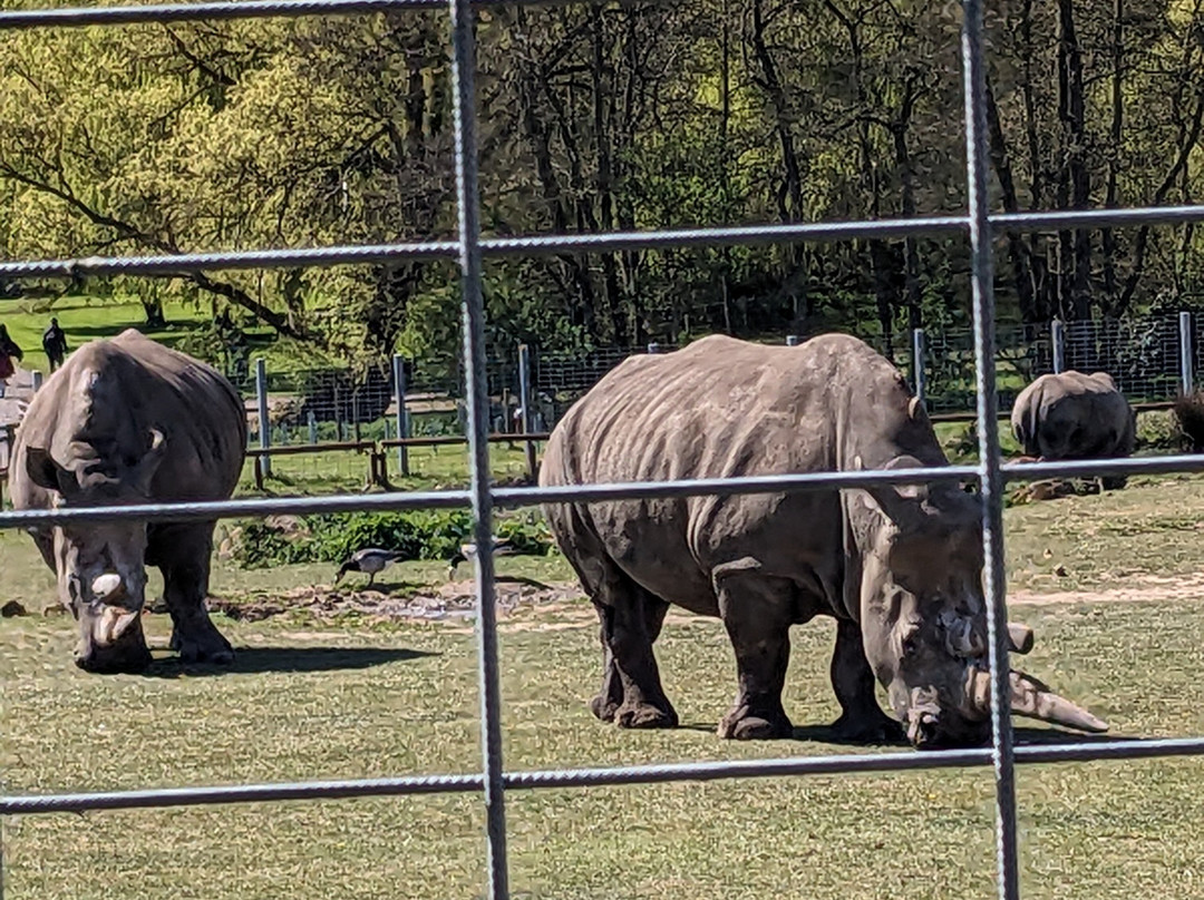Africa Alive景点图片