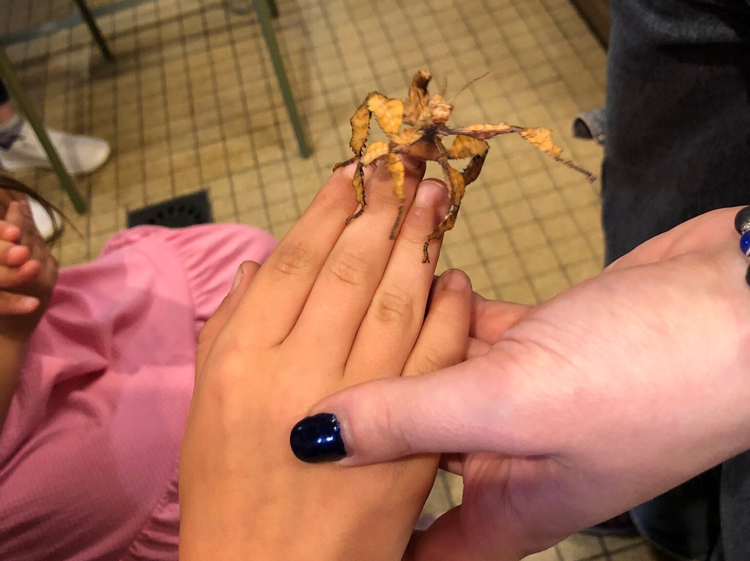 La Cite des Insectes-Nedde必去景点