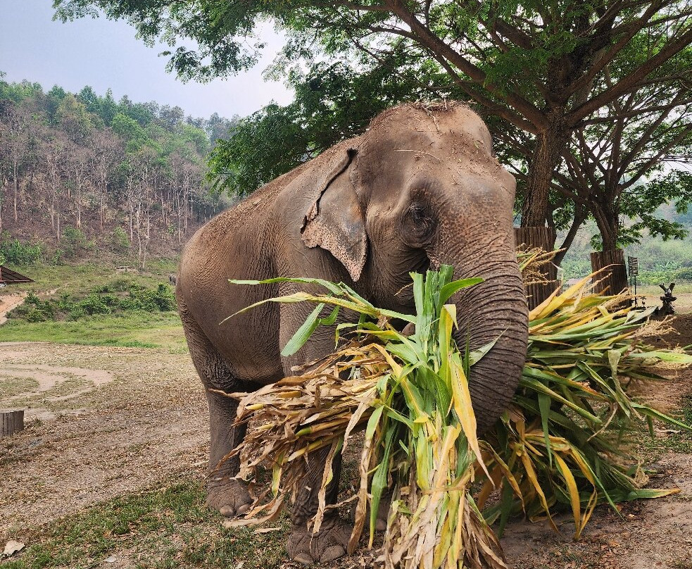 Lanna Kingdom Elephant Sanctuary-清迈必去景点