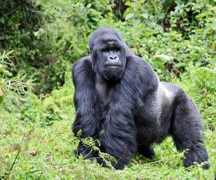 Swift Africa Safaris-Ruhengeri必去景点