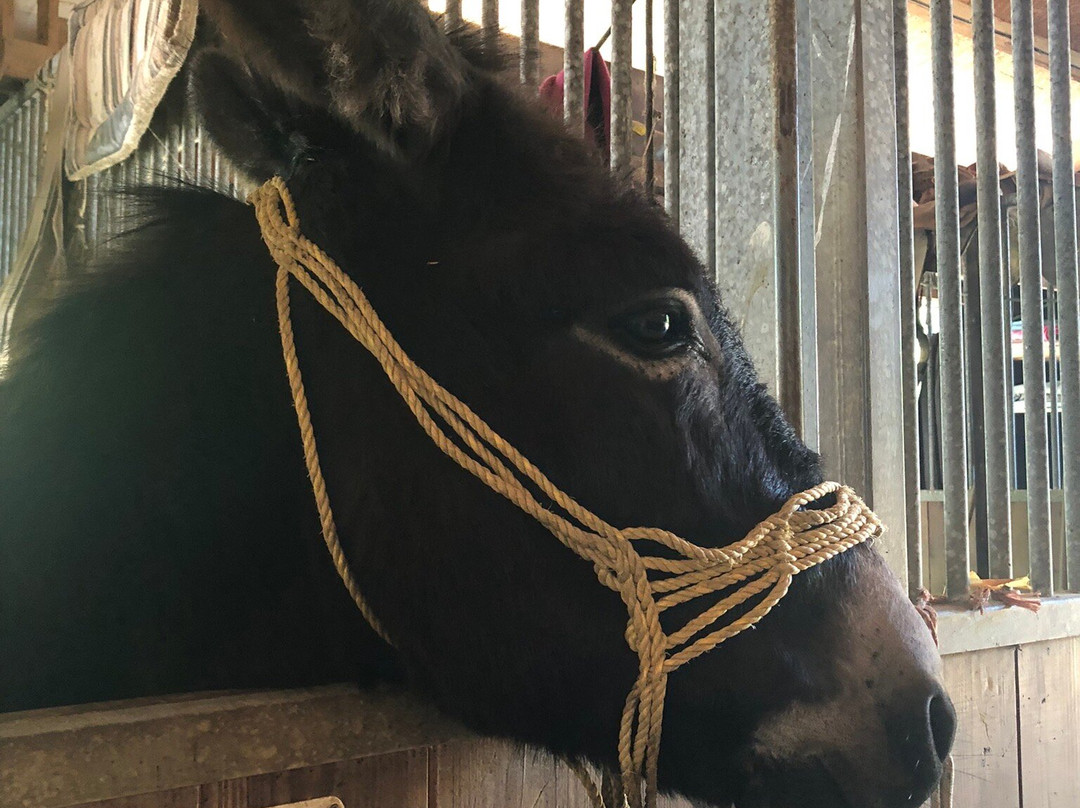 Corfu Donkey Rescue景点图片