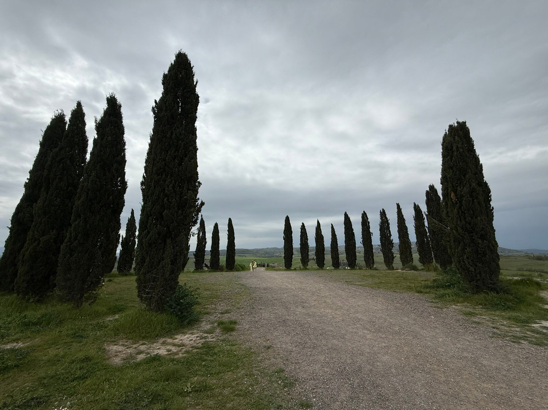 Cipressi di San Quirico d'Orcia-圣奎里科多尔恰必去景点