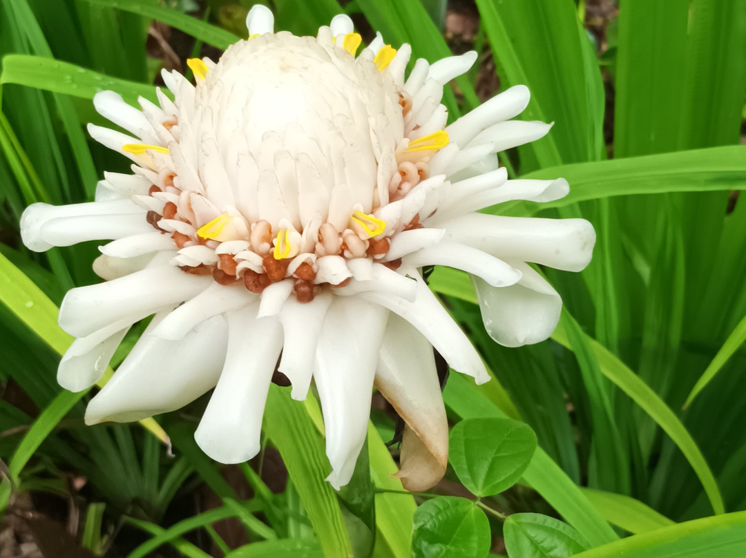 Ecomusee Creoleart de la Guadeloupe-Sainte Rose必去景点